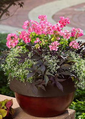 12" Hanging Basket - PW Combo #06 - Euphorbia/Ornamental Sweet Potato Vine/Geranium