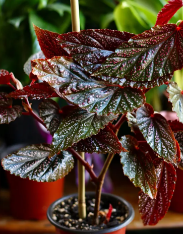 6" Begonia