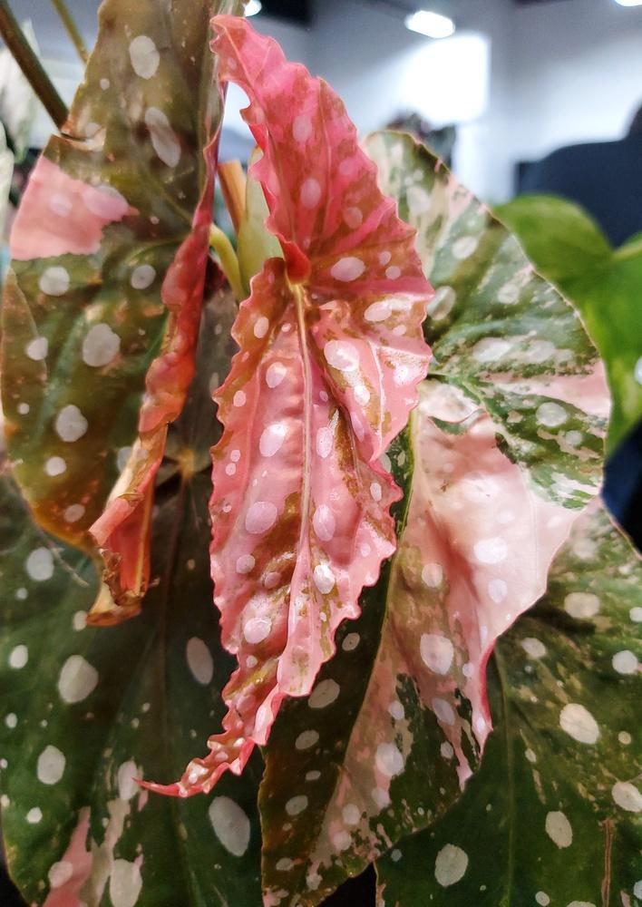 6" HB Begonia - Pink Spot Hanging Basket