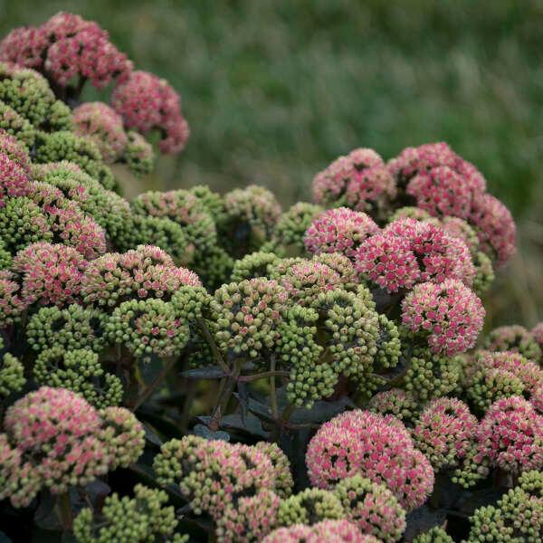1G Sedum Rock 'N Grow 'Coraljade' - Stonecrop - 1012894