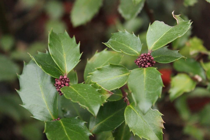 5G Ilex X meserveae 'Blue Princess'  Holly 1001319