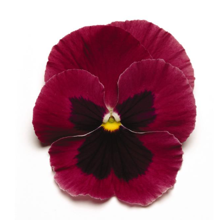 804 Pansy - Matrix Rose Blotch