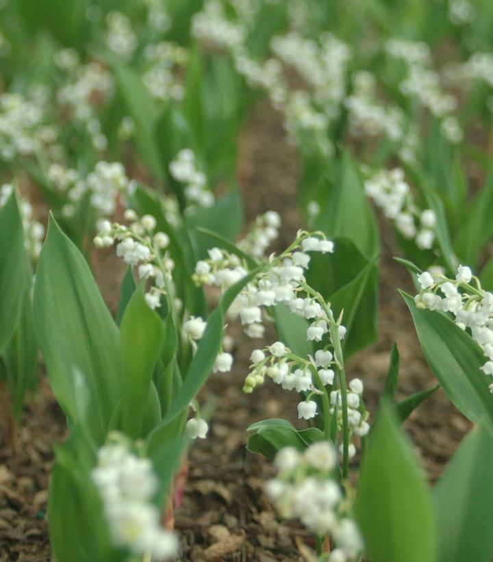 3" CONVALLARIA MAJALIS 'Lily Of The Valley' 1002879 lilly