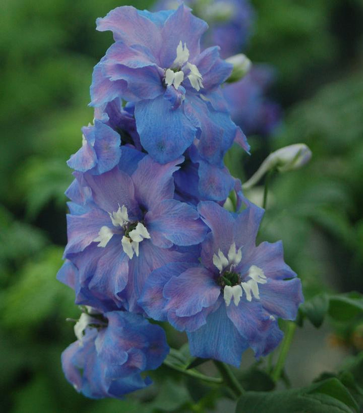 2G Delphinium 'Guardian Blue' - Larkspur - 1003996