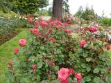 3G Rose Bush - 'Let Freedom Ring' Red - 3175