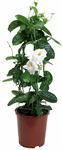 11" Mandevilla White Large Leaf - G4851