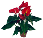 4" Anthurium Red - T4370