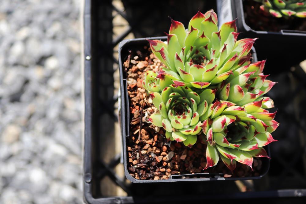 Quart Perennial Sempervivum (Hen-N-Chicks) Full Sun