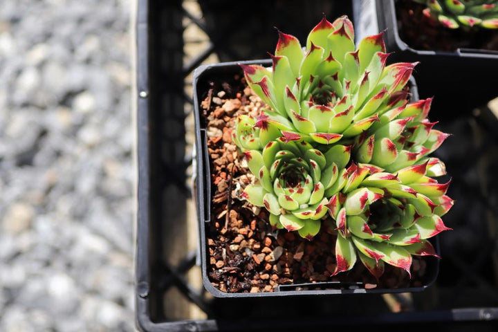 Quart Perennial Sempervivum (Hen-N-Chicks) Full Sun