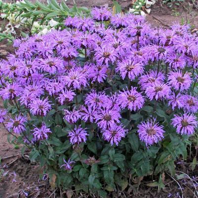 2G Monarda Sugar Buzz 'Blue Moon' - Bee Balm - 1010812