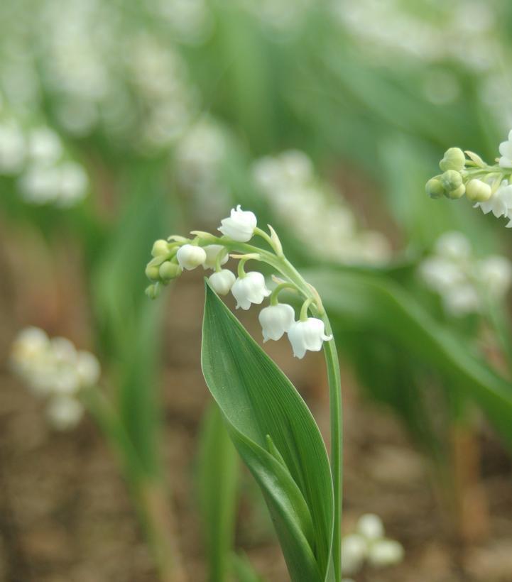 3" CONVALLARIA MAJALIS 'Lily Of The Valley' 1002879 lilly