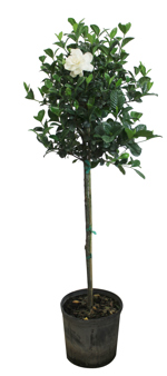 10" Gardenia Tree Standard T1124