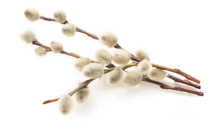 3G SALIX DISCOLOR Pussy Willow 1003310