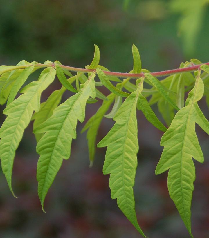 3G Rhus Typhina 'Tiger Eyes' - Sumac - 1005846 DISSVF