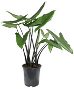10.5" (27cm) Alocasia Zebrina Blackout - G1264