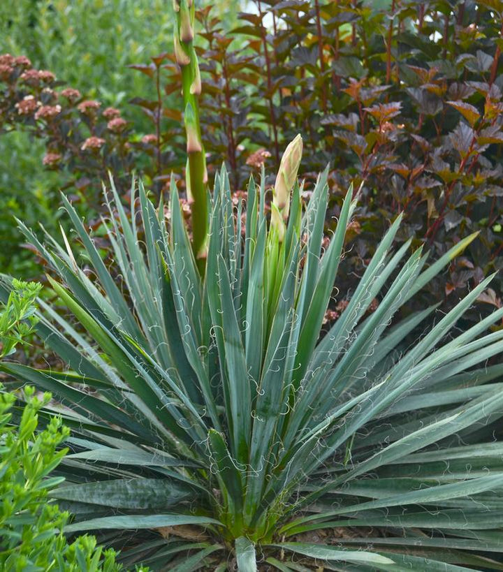 2G Yucca filamentosa 'Excalibur' Excalibur Yucca (Adams Needle) 1007928