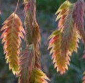 2.5" Chasmanthium Latifolium - Northern Sea Oats