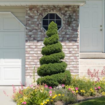 5G Picea Glauca 'Conica' - White Spruce - 1000279