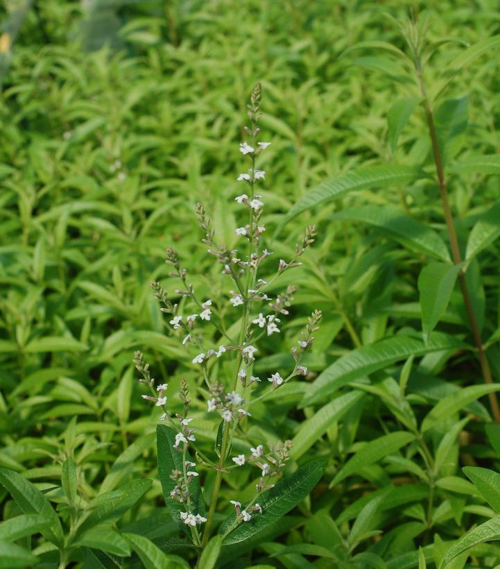 1G Aloysia Triphylla - Lemon Verbena - 1002096