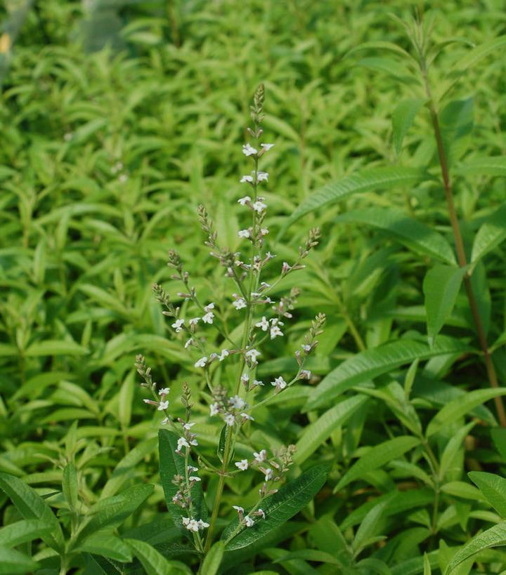 1G Aloysia Triphylla - Lemon Verbena - 1002096