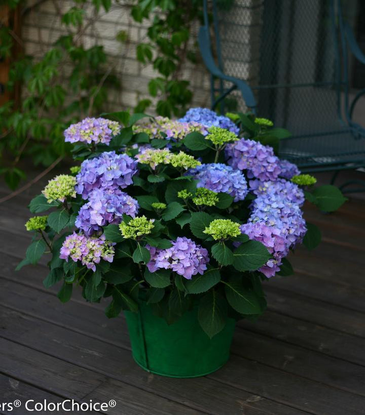 3G Hydrangea Macrophylla Let's Dance 'Rhythmic Blue' - 1006518