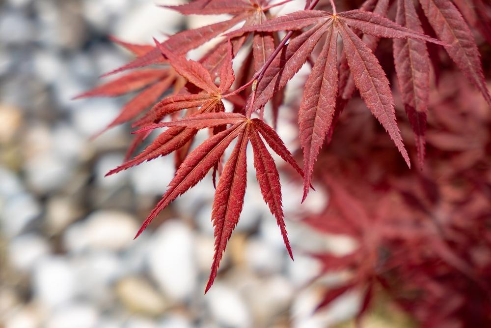 6G Acer Palmatum - Shishigashira - Japanese Maple Tree - 02450-080