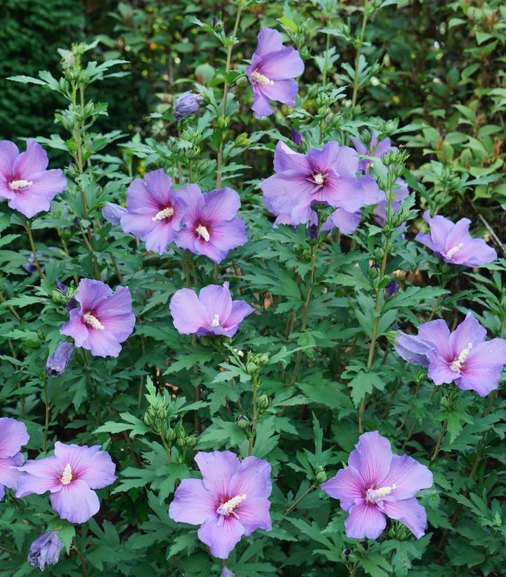 3G Hibiscus Syriacus Paraplu 'Violet' - Rose of Sharon - 1012707