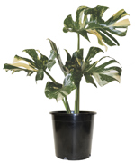 21 CM Philo Monstera Thai Constellation - G1827