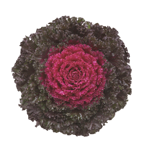 9" Ornamental Flowering Kale - Crystal Deep Red