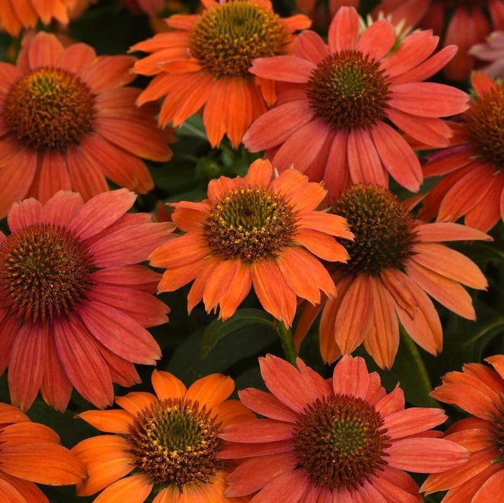 1G Echinacea 'Artisan Red Ombre' - Coneflower - 1013192