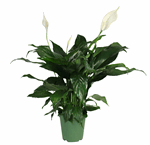 6" Deluxe Peace Lilly T0448