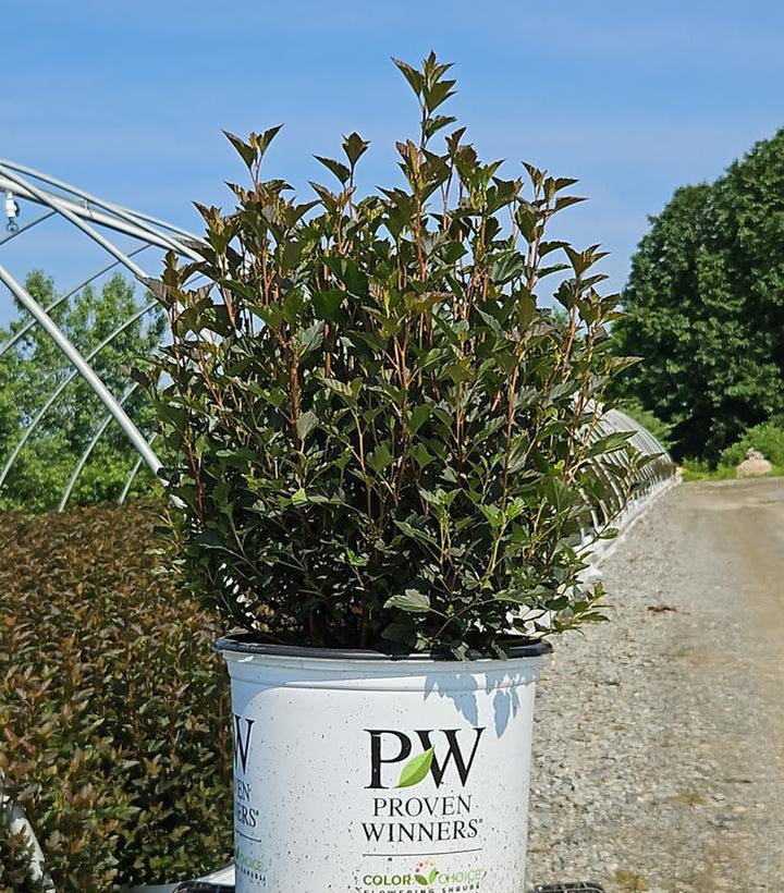 2G PW Physocarpus Opulifolius 'Tiny Wine' - Ninebark - 1006052