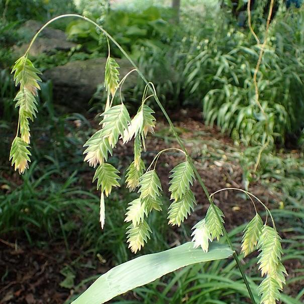 River Oats, Inland Sea Oats