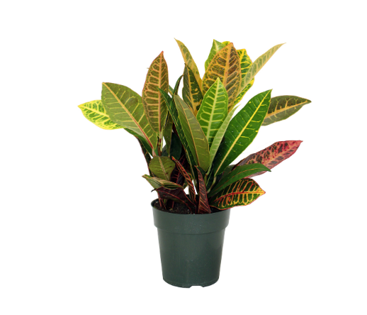 6" Croton - Petra - T0389