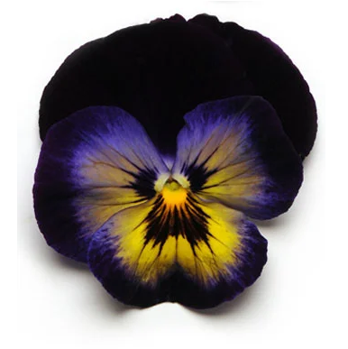 804 Pansy - Spring Matrix Midnight Glow