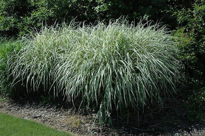 3G Miscanthus sinensis 'Rigoletto' Rigoletto Maiden Grass 1003483