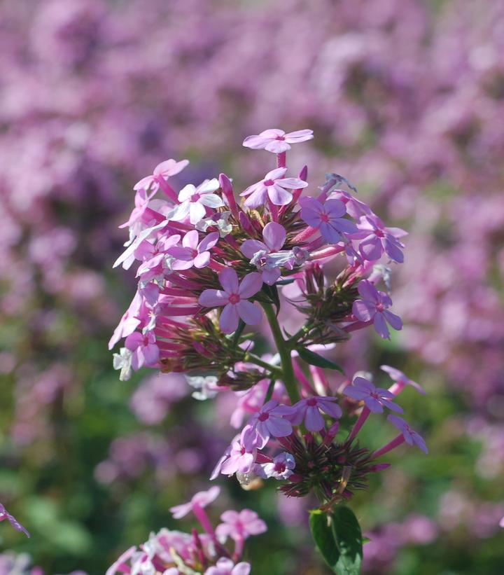 2G Phlox Paniculata 'Jeana' - Garden Phlox - 1005530