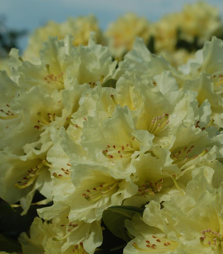 5G Rhododendron 'Capistrano' - 1002046