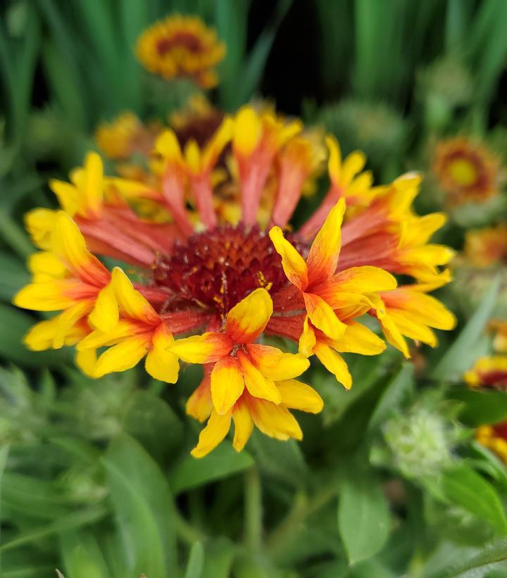 1G Gaillardia Spintop 'Mariachi Copper Sun' - Blanket Flower - 1015308
