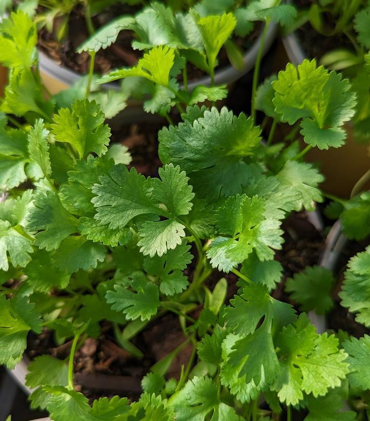 1G Coriandrum Sativum 'Cilantro' - Coriander -1002113