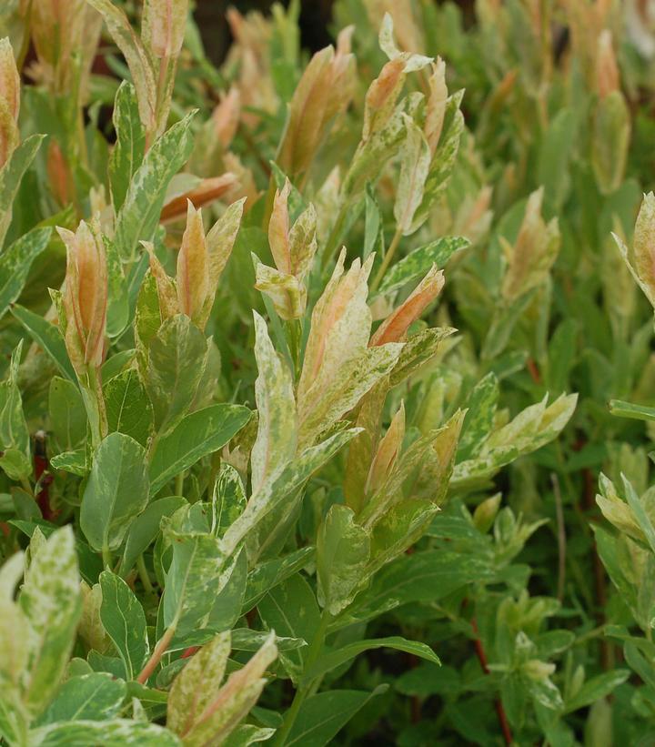 5G Salix Integra 'Hakaro Nishiki' - Japanese Willow - 1001987 (Dappled Willow)