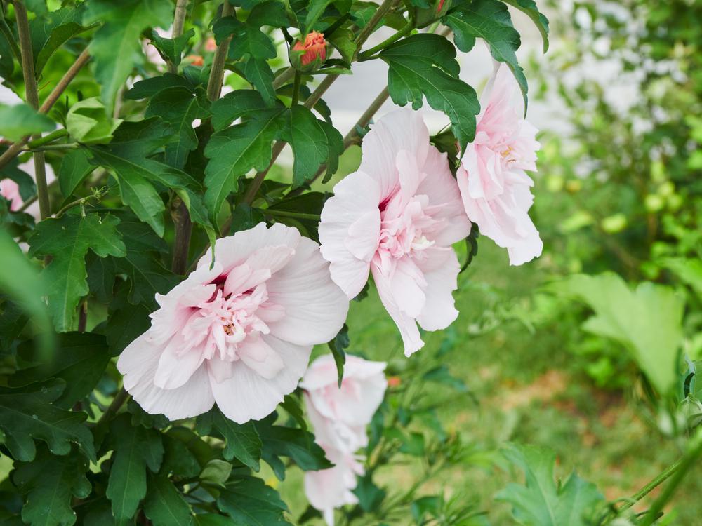 3G Hibiscus Syriacus 'Pink Chiffon' - Rose of Sharon - 1006411