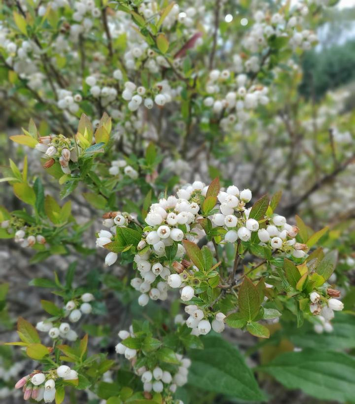 3G Vaccinium X 'Chandler' - Highbush Blueberry Bush - 1002468