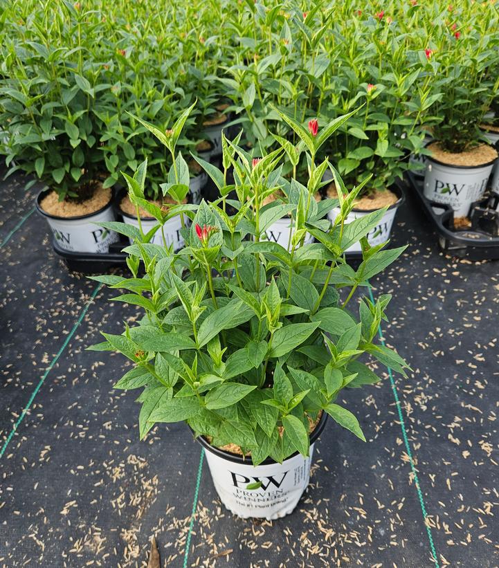 1G PW Spigelia Marilandica 'Apple Slices' - Indian Pink - 1021279