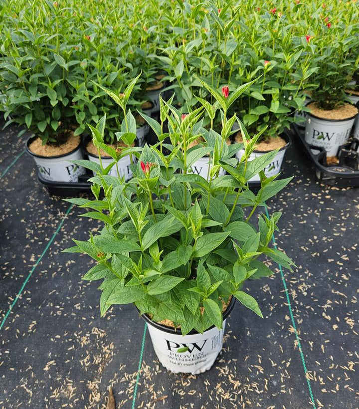 1G PW Spigelia Marilandica 'Apple Slices' - Indian Pink - 1021279