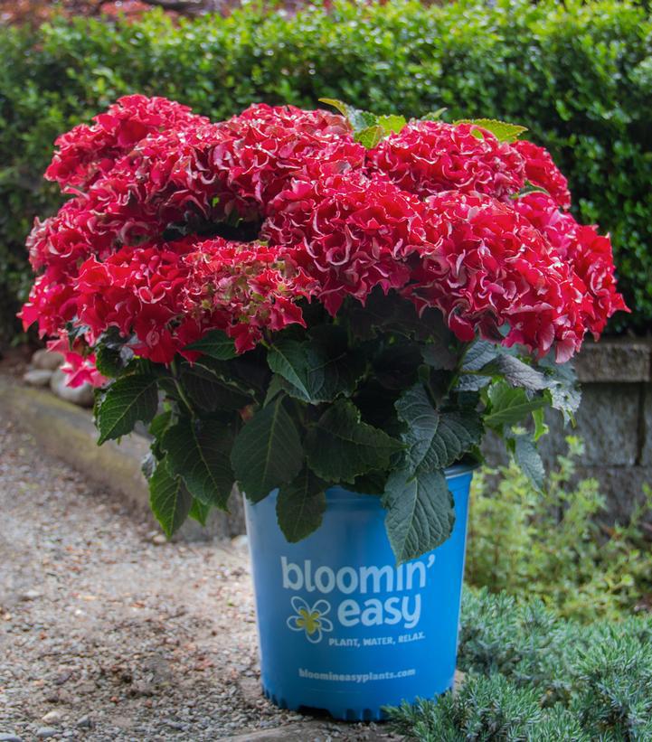 2G Hydrangea Macrophylla 'Frill Ride' - Bigleaf - 1014470