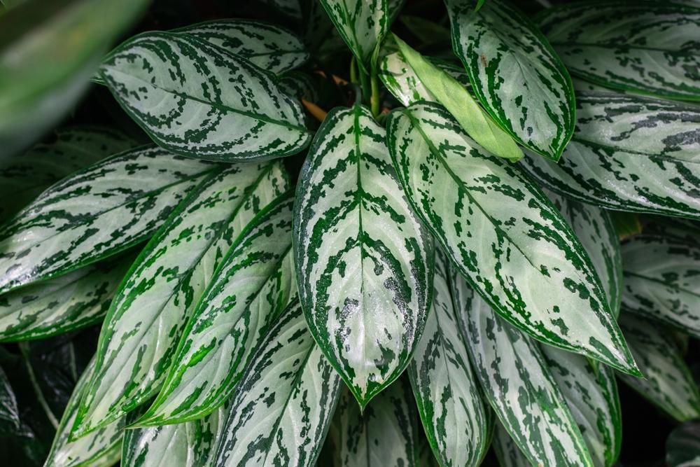 10" Aglaonema - Chinese Evergreen