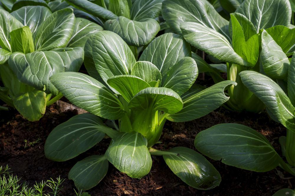 804 - Vegetable 4 Pack - Pak Choi Toy Choy (Bok choi)