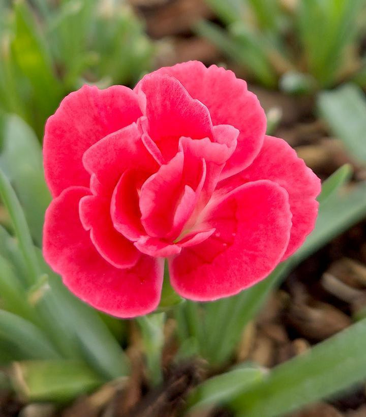 1G Dianthus EverLast 'Peach' - 1022326