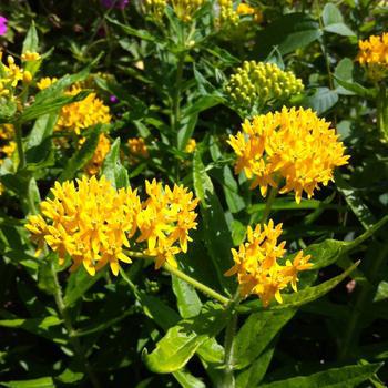 1G Asclepias Tuberosa 'Hello Yellow' - Butterfly Weed - 1008606